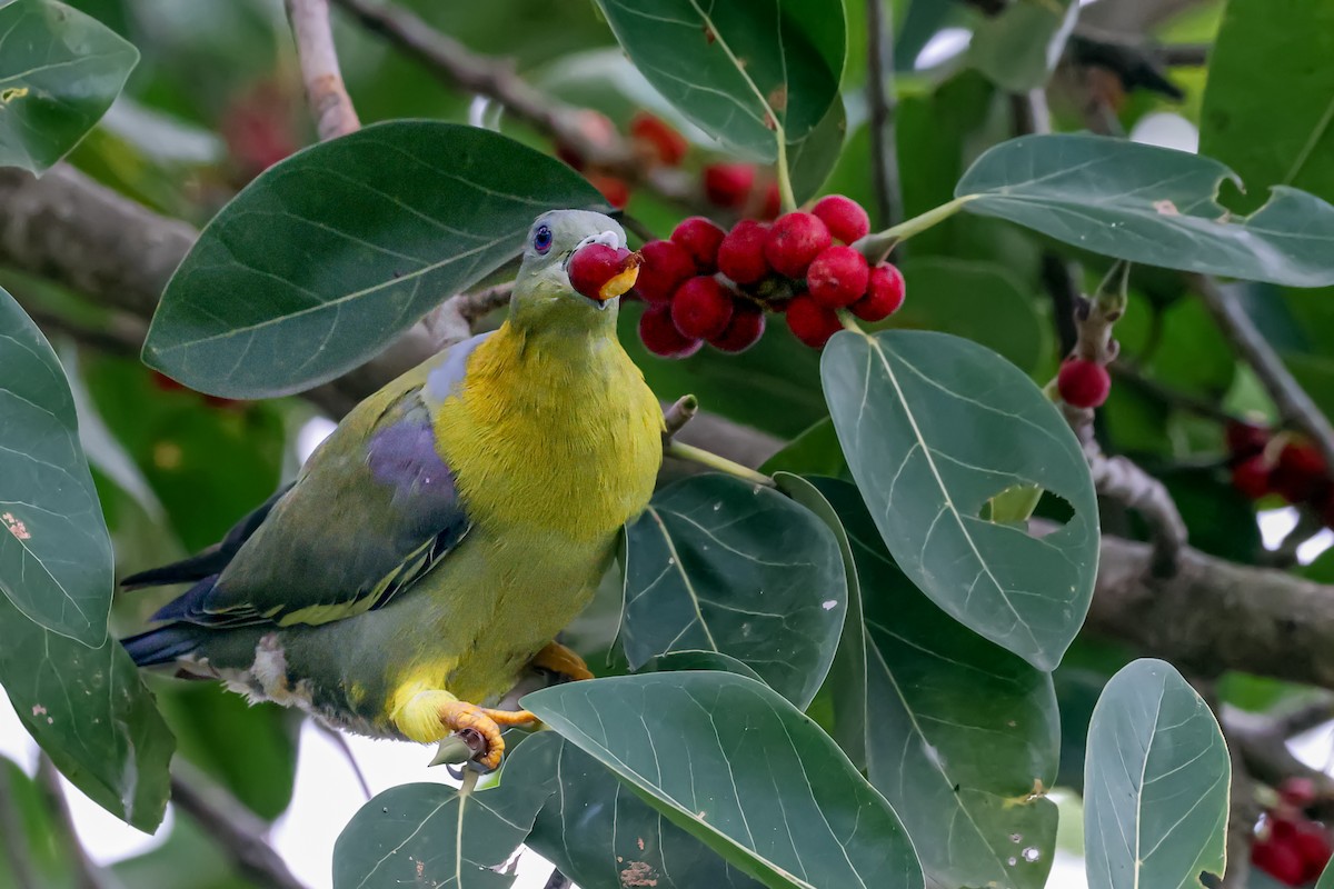 Yellow-footed Green-Pigeon - ML620010381