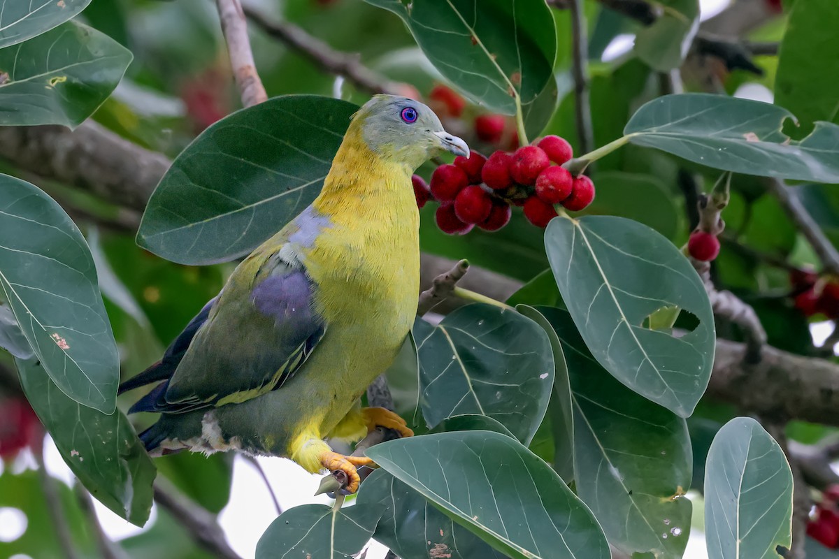 Yellow-footed Green-Pigeon - ML620010382