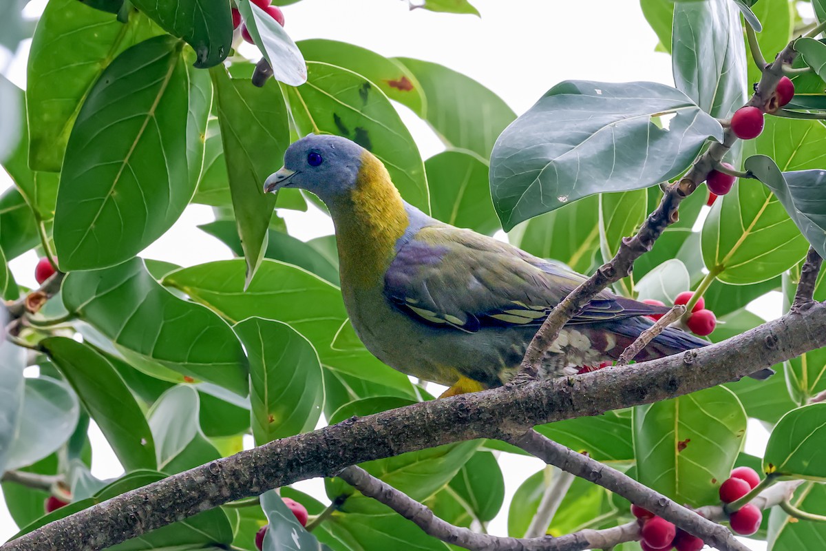 Yellow-footed Green-Pigeon - ML620010384