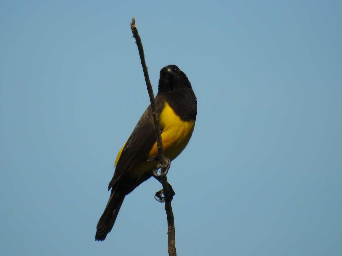 Yellow-rumped Marshbird - ML620010390