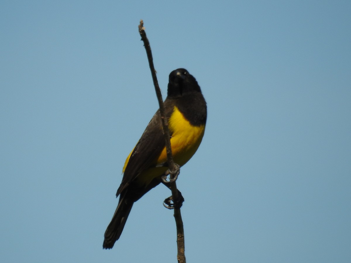 Yellow-rumped Marshbird - ML620010392