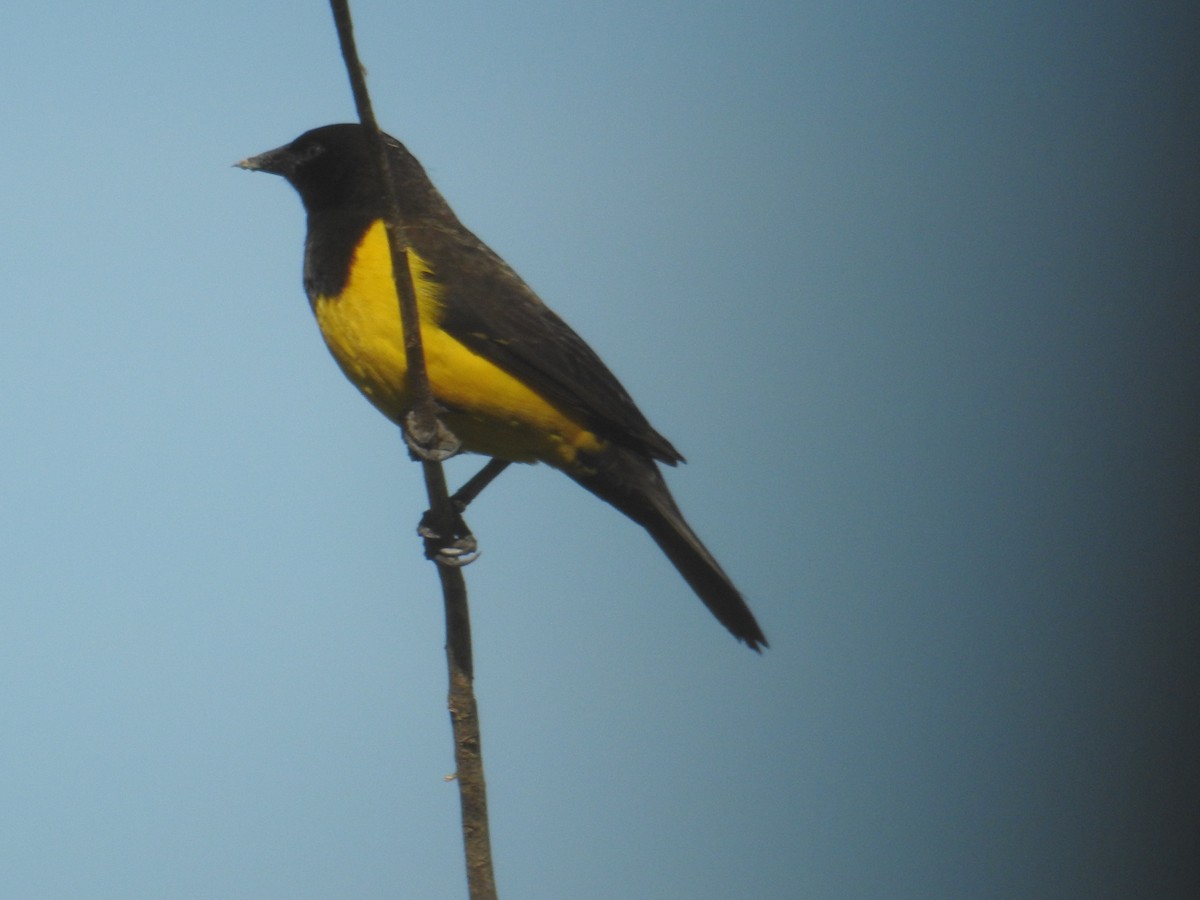 Yellow-rumped Marshbird - ML620010393