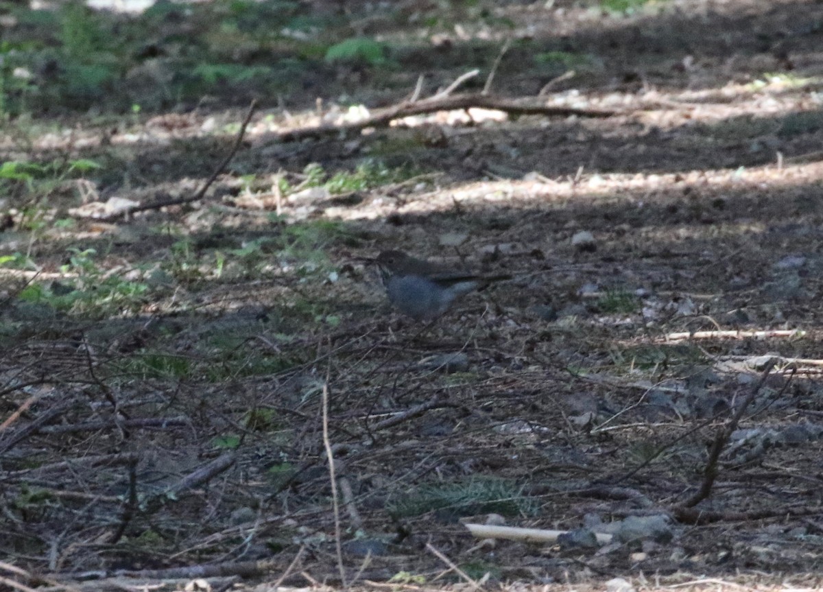 Hermit Thrush - ML620010395