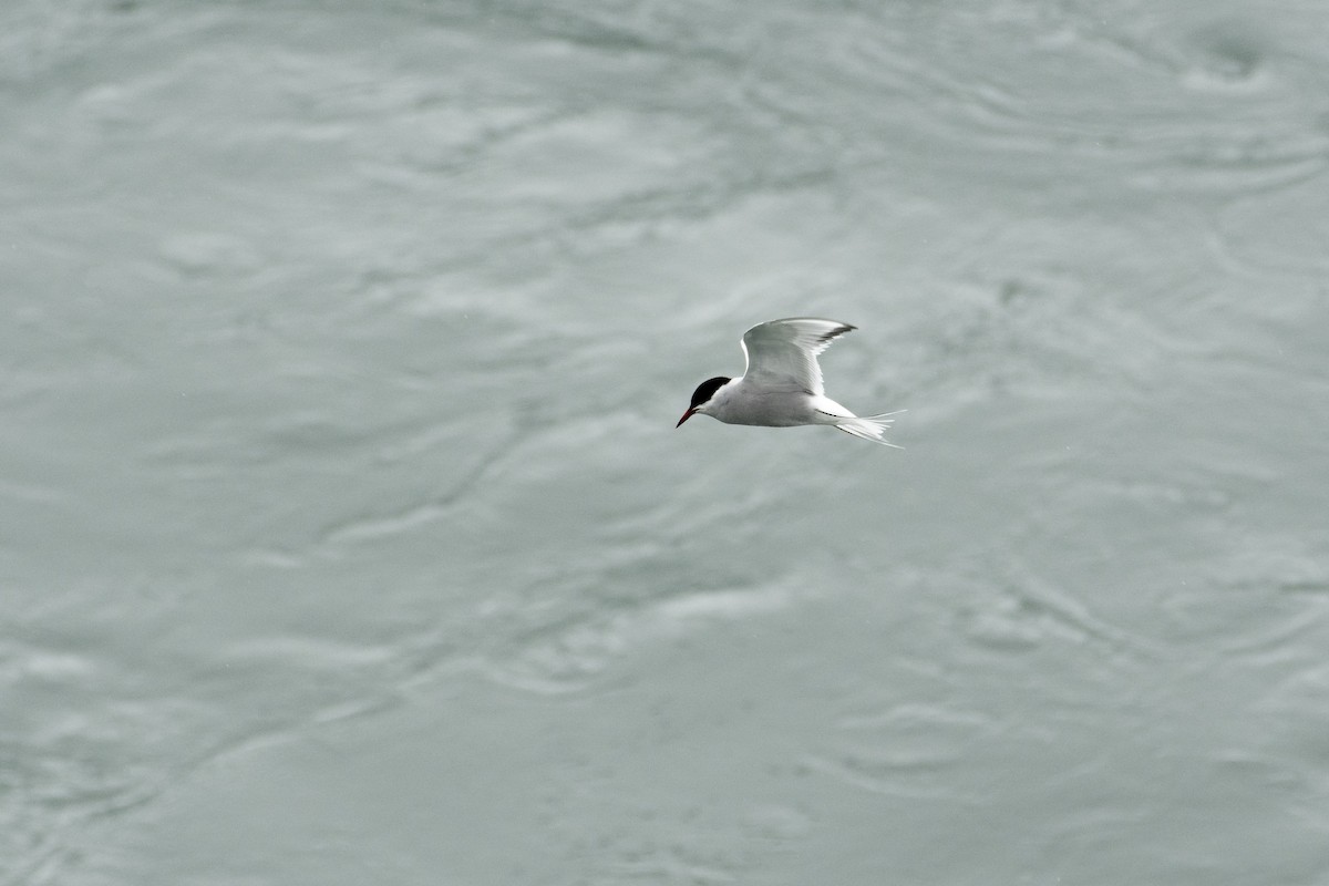 Arctic Tern - ML620010407