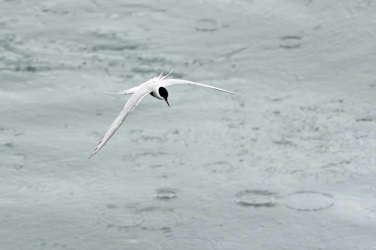Arctic Tern - ML620010420