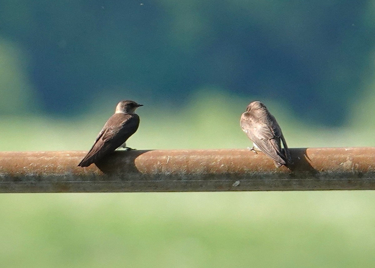 Northern Rough-winged Swallow - ML620010423