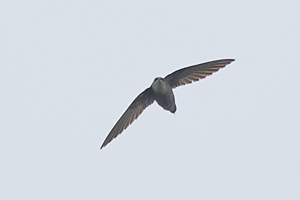 Chimney Swift - ML620010430