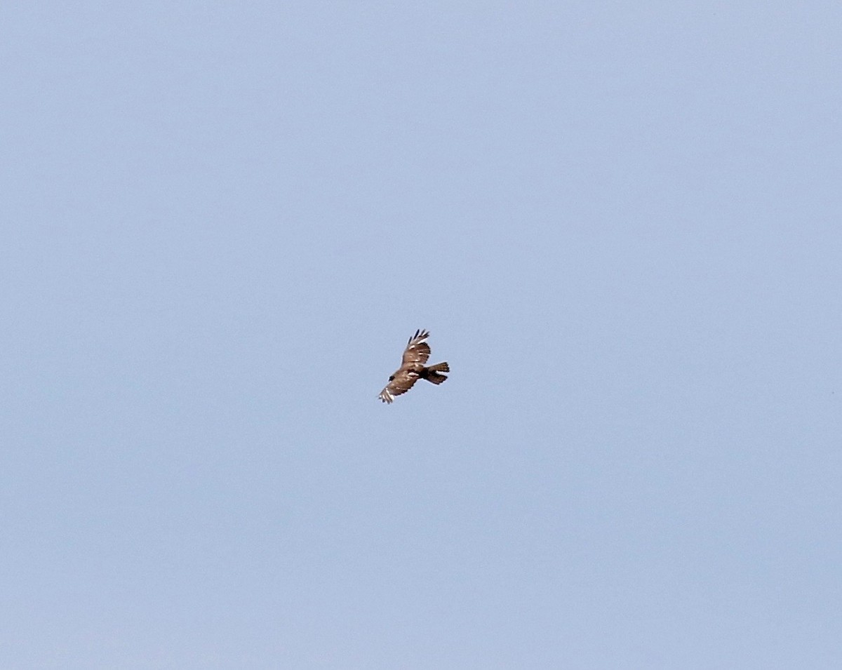 Broad-winged Hawk - ML620010434