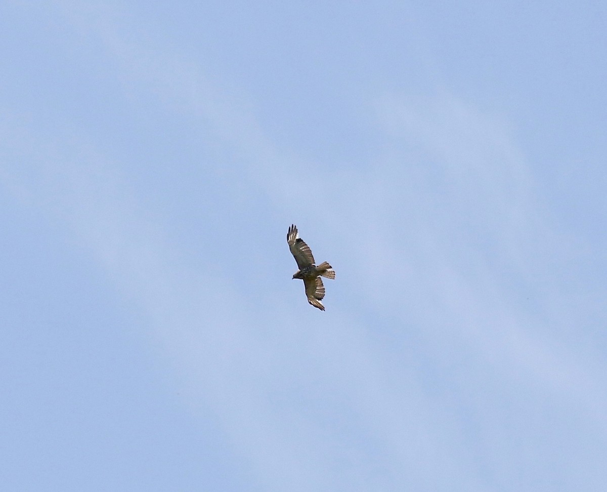 Broad-winged Hawk - ML620010438