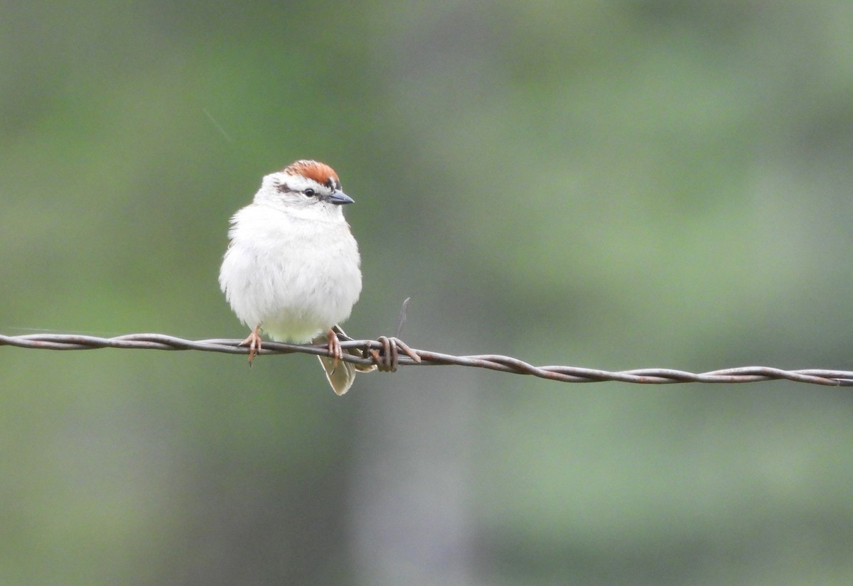 Chipping Sparrow - ML620010441
