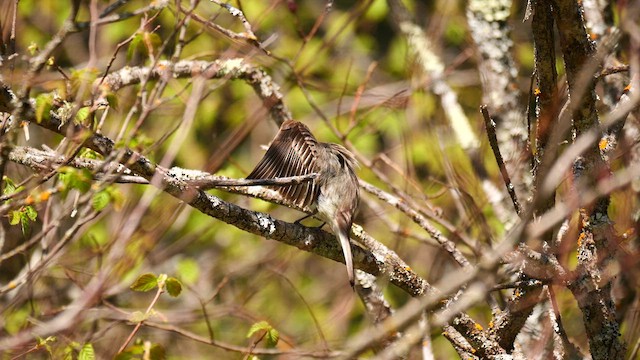 פיבי מזרחית - ML620010443