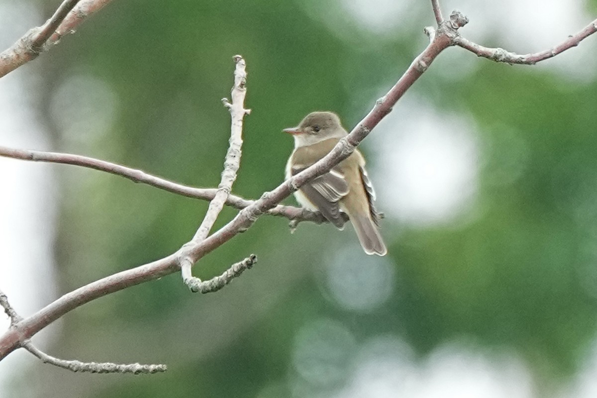 Willow Flycatcher - ML620010457