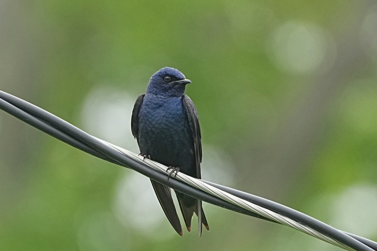 Golondrina Purpúrea - ML620010466