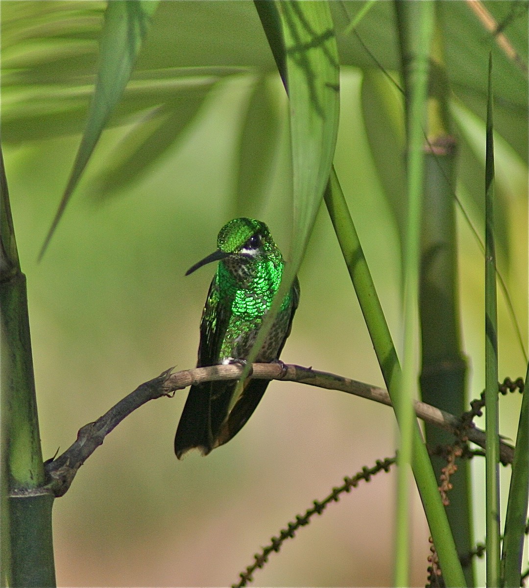 Green-crowned Brilliant - ML620010473
