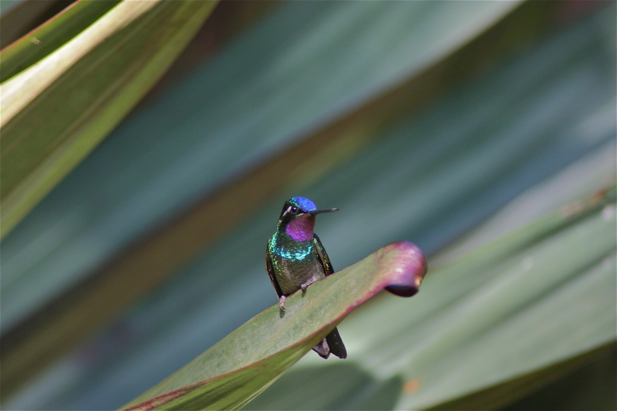 kolibřík fialovohrdlý - ML620010490