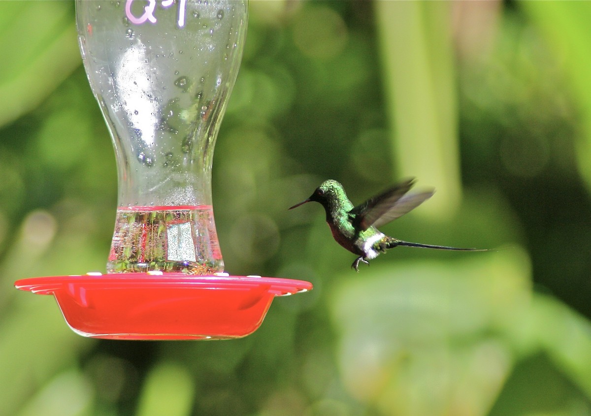 kolibřík trnoocasý - ML620010494
