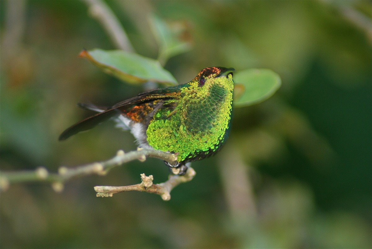 Coppery-headed Emerald - ML620010514