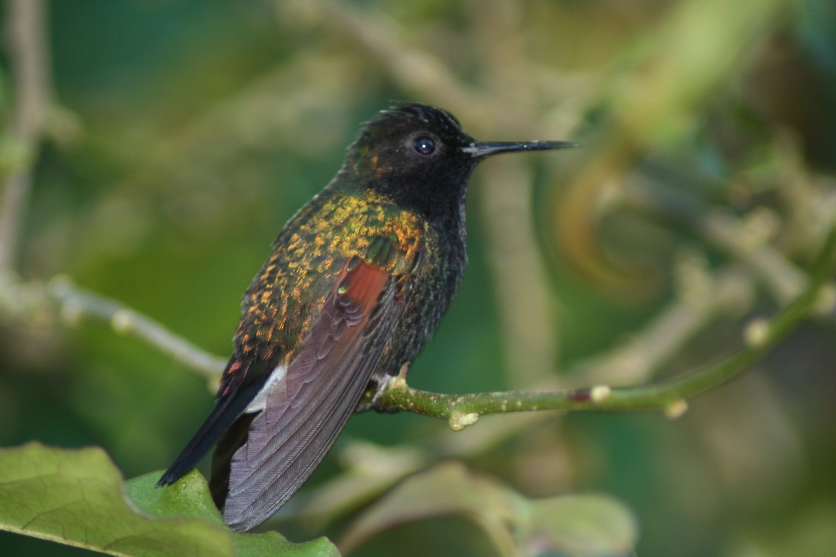 Black-bellied Hummingbird - ML620010519