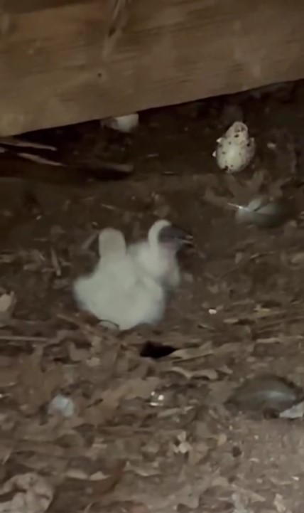 Turkey Vulture - ML620010520