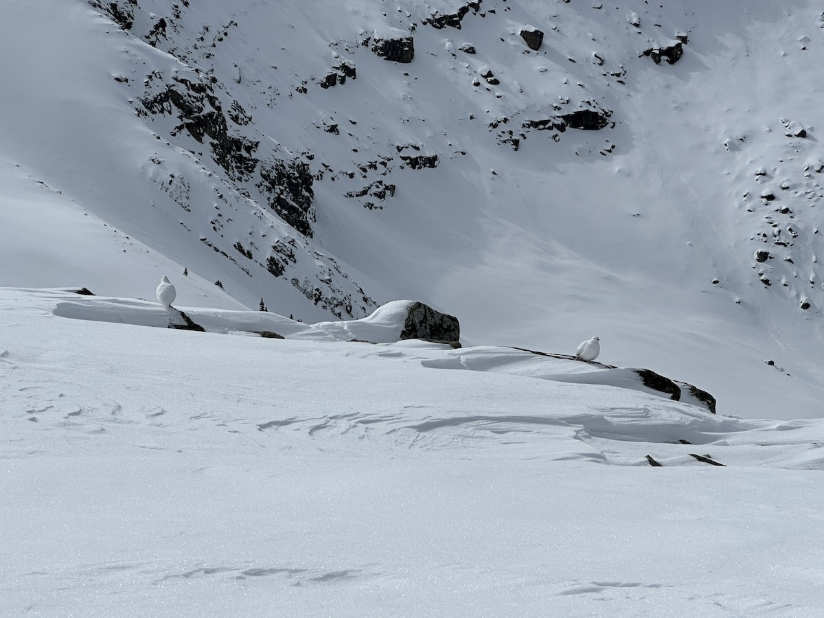 Weißschwanz-Schneehuhn - ML620010525
