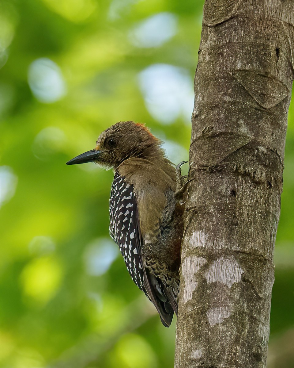 Red-crowned Woodpecker - ML620010545