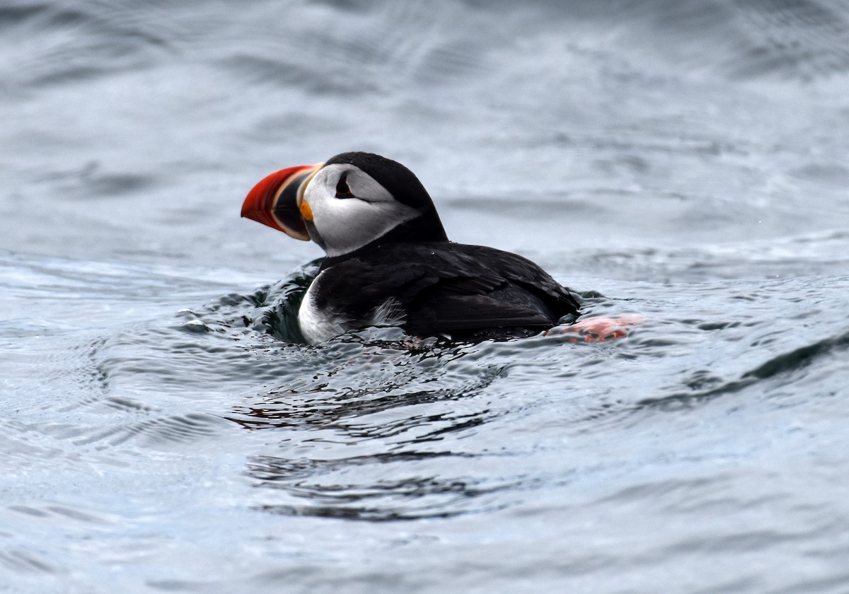 Atlantic Puffin - ML620010554