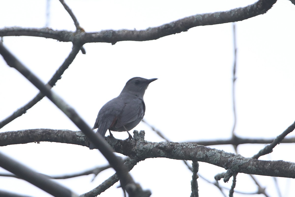 Gray Catbird - ML620010562