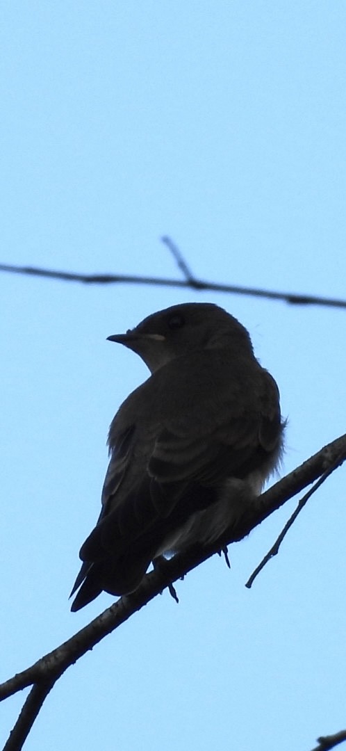 Northern Rough-winged Swallow - ML620010572