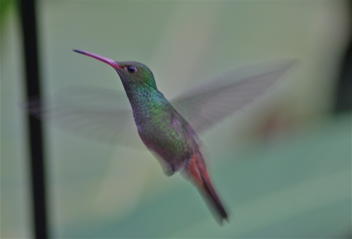 kolibřík rezavoocasý - ML620010573