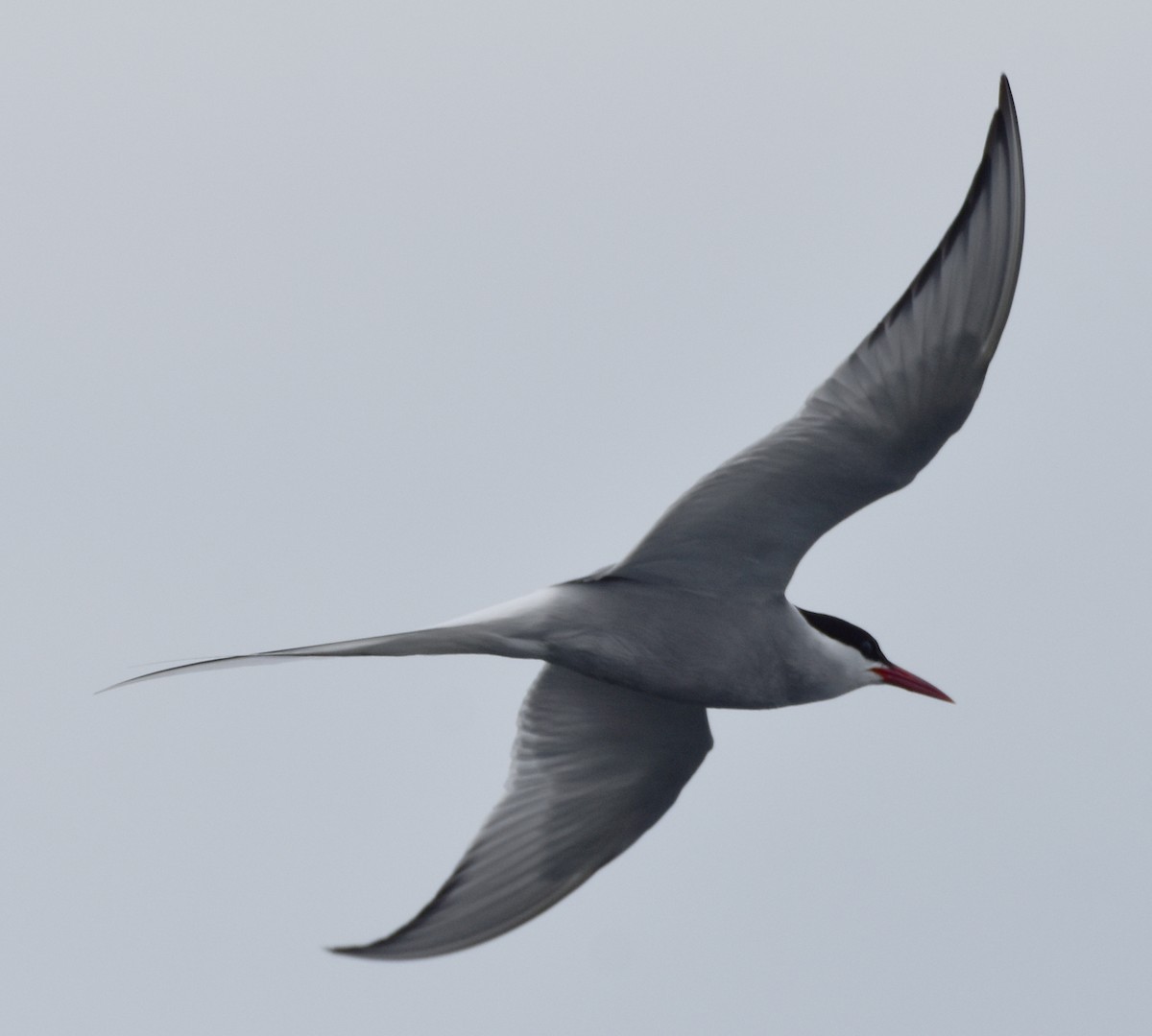Arctic Tern - ML620010576