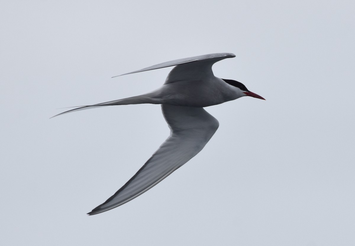 Arctic Tern - ML620010577