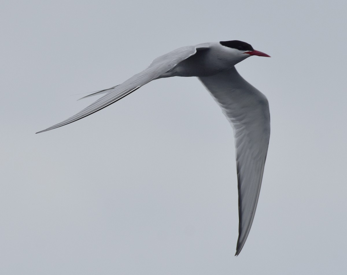 Arctic Tern - ML620010578