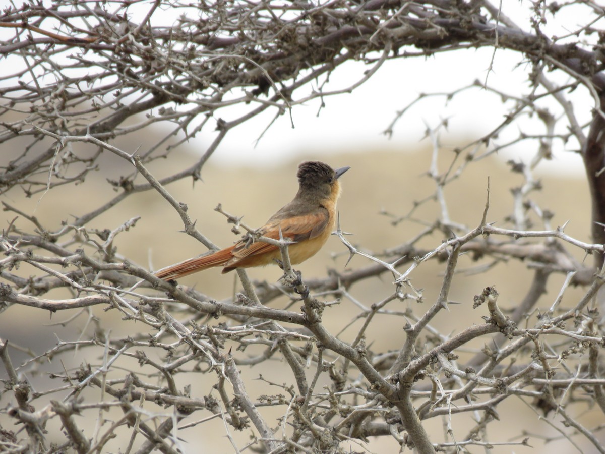 Rufous Flycatcher - ML620010589