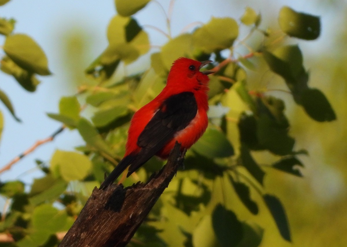 Scarlet Tanager - ML620010592