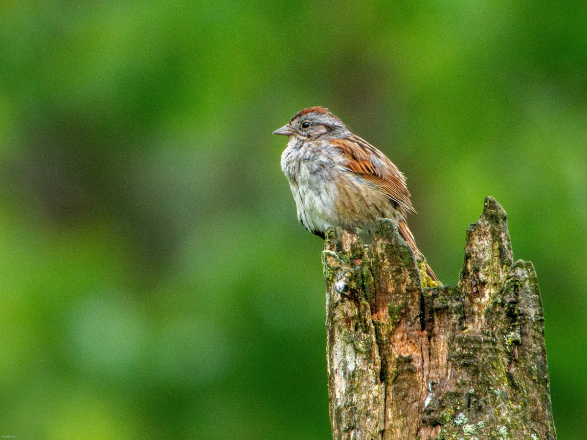 Swamp Sparrow - ML620010593