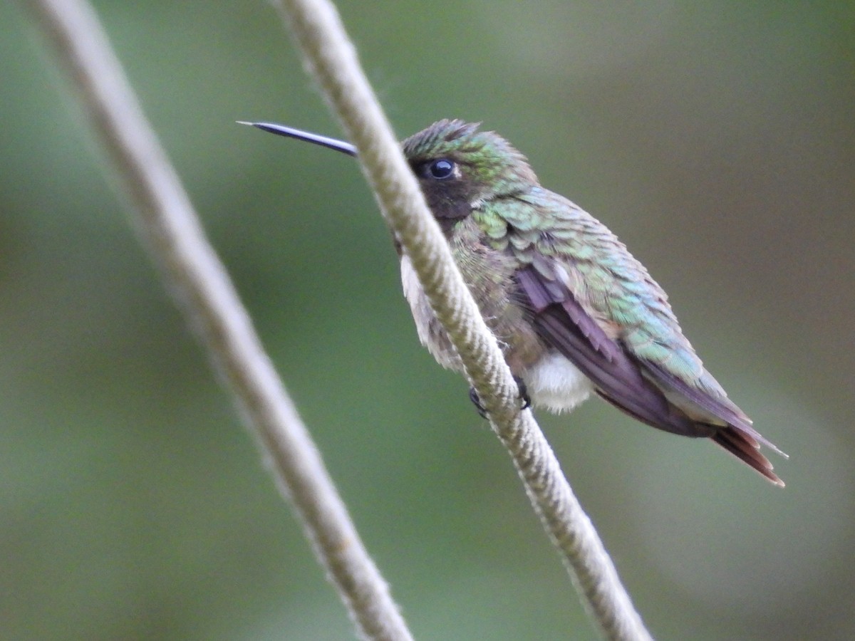Ruby-throated Hummingbird - ML620010598