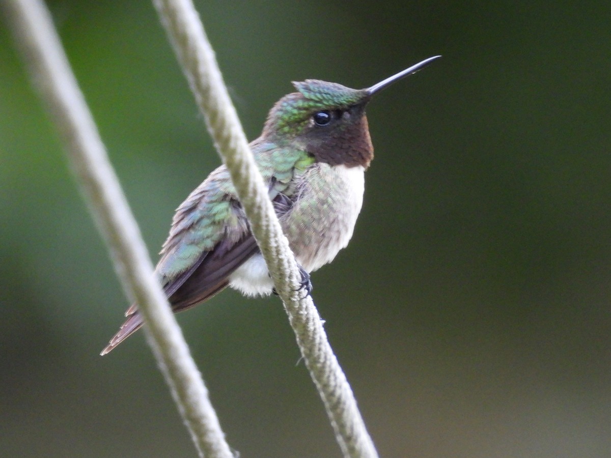 Ruby-throated Hummingbird - ML620010599