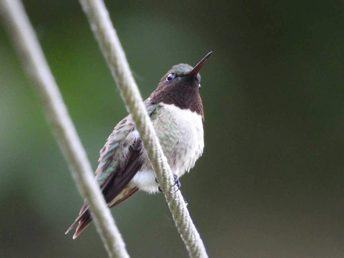 Ruby-throated Hummingbird - ML620010601