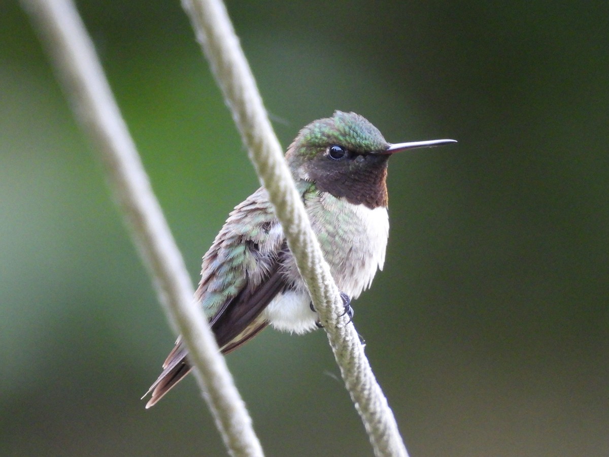 Ruby-throated Hummingbird - ML620010602