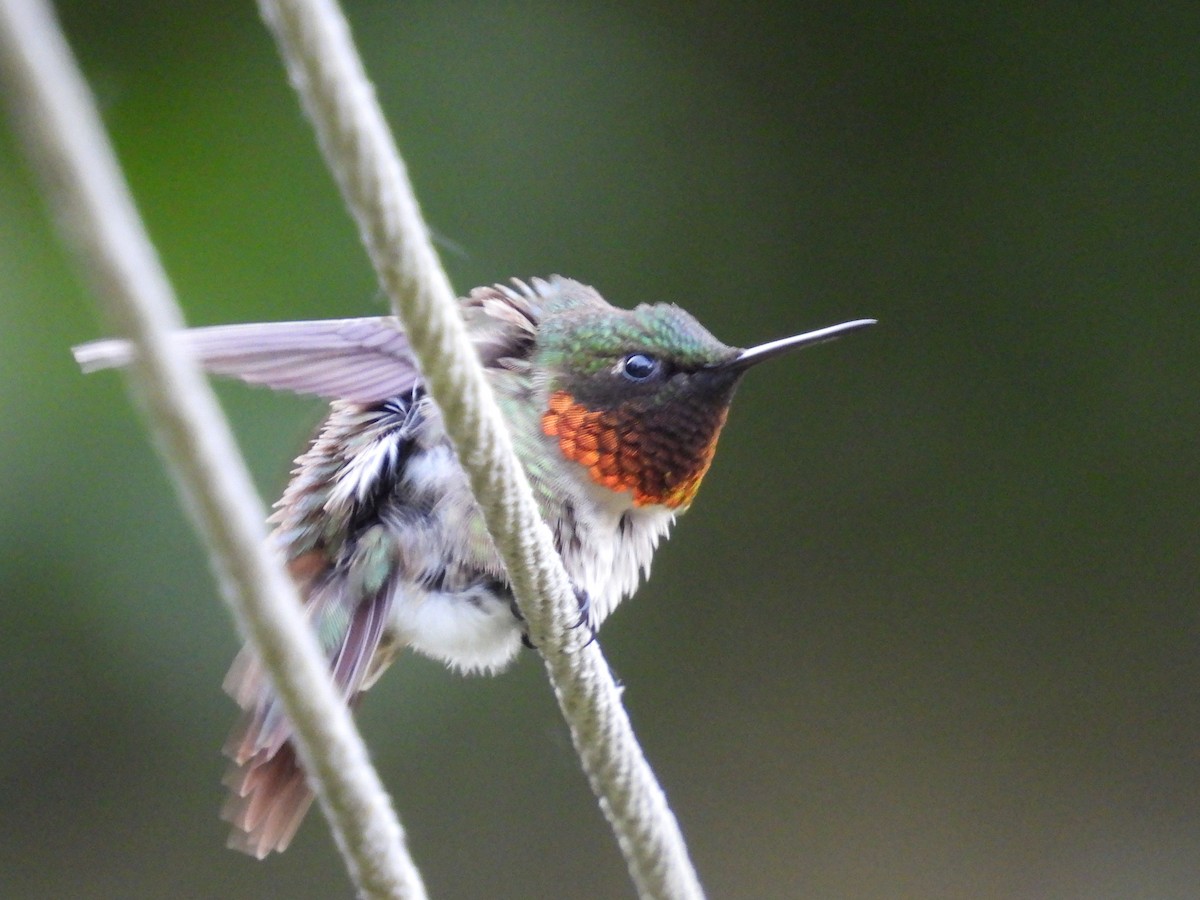 Ruby-throated Hummingbird - ML620010603