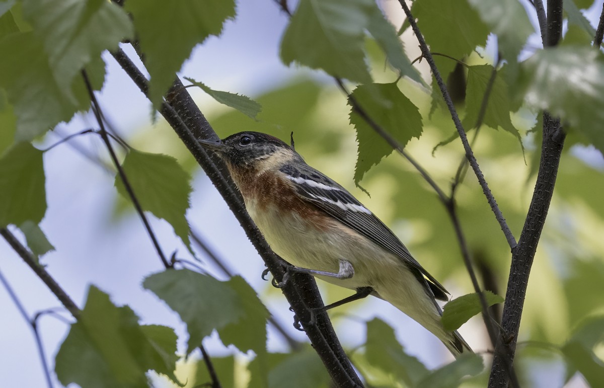 Bay-breasted Warbler - Liette Desfosses