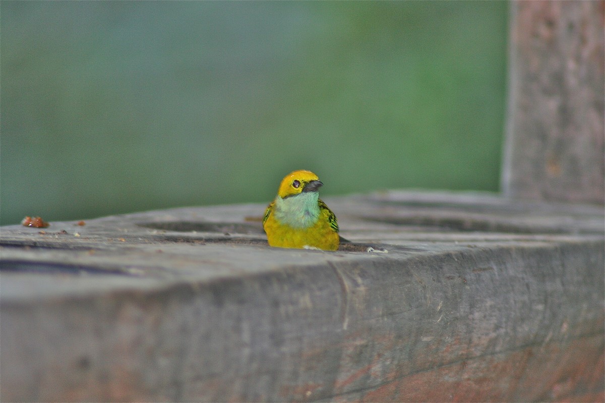 Silver-throated Tanager - ML620010612