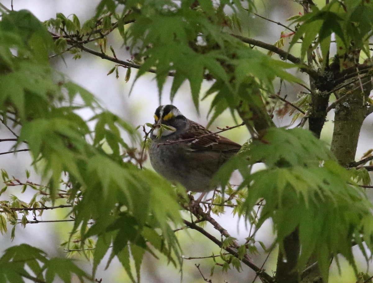 White-throated Sparrow - ML620010613