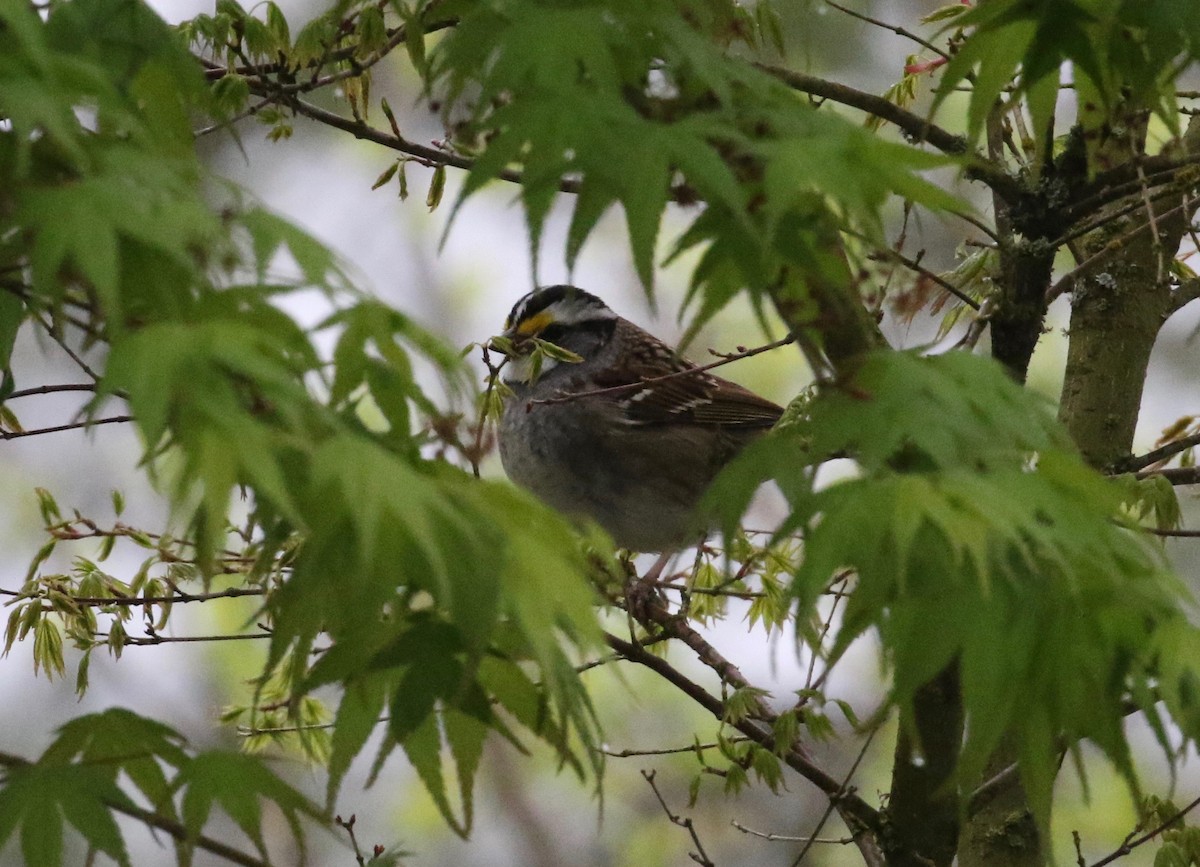 White-throated Sparrow - ML620010616