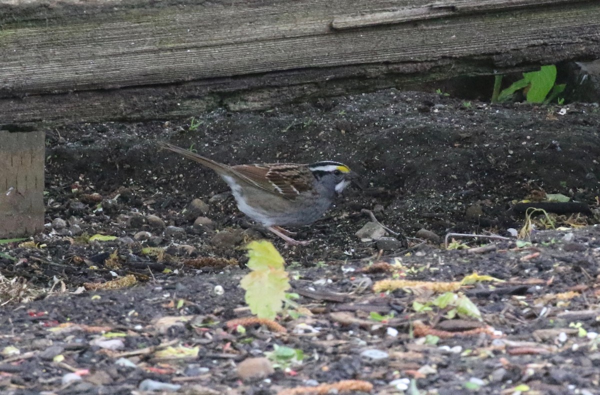 White-throated Sparrow - ML620010619