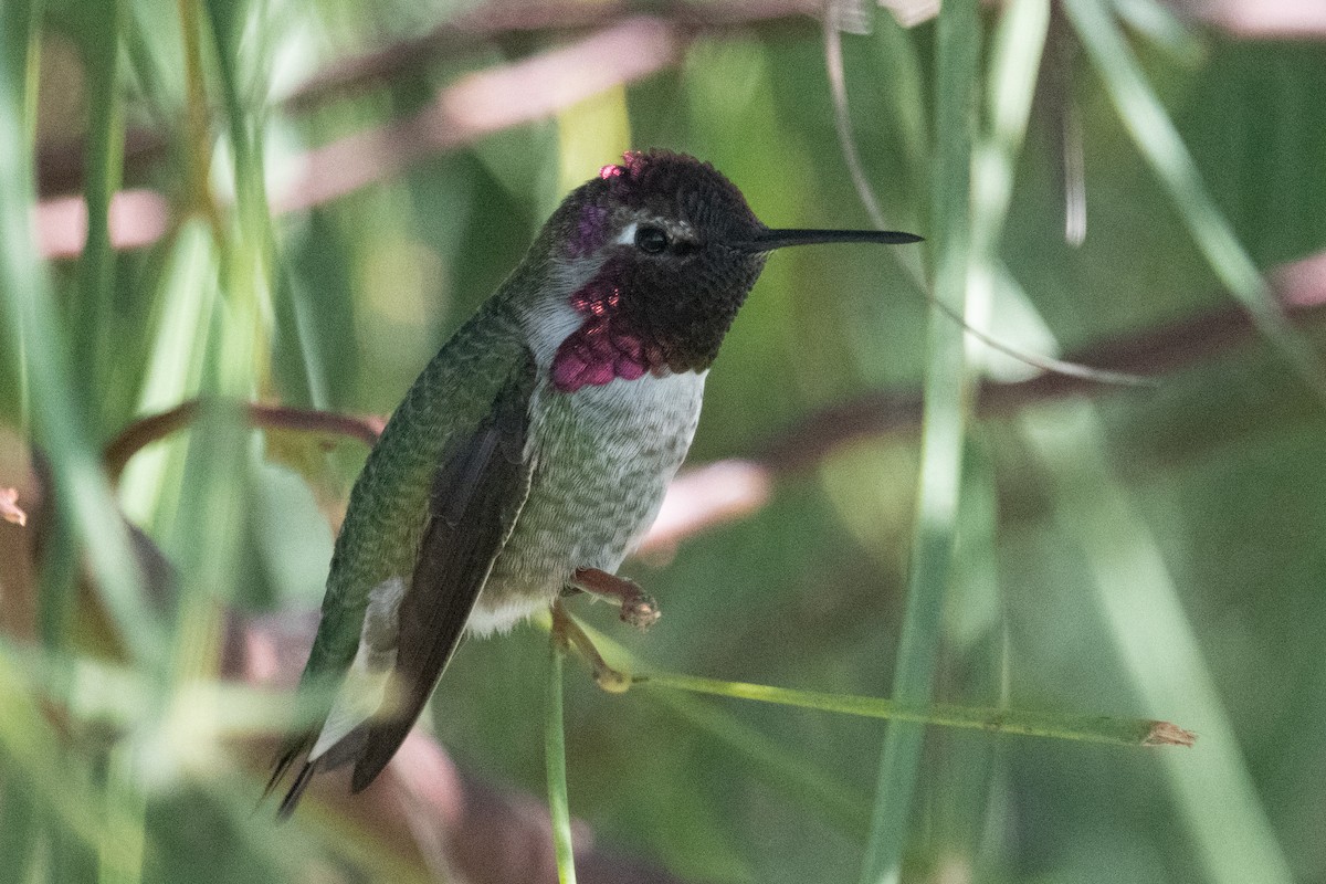 Anna's Hummingbird - ML620010628