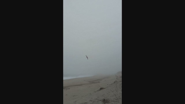 Red-footed Booby - ML620010666