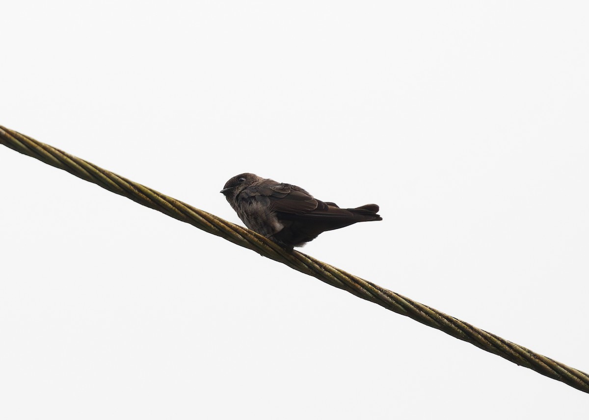 White-thighed Swallow - ML620010691