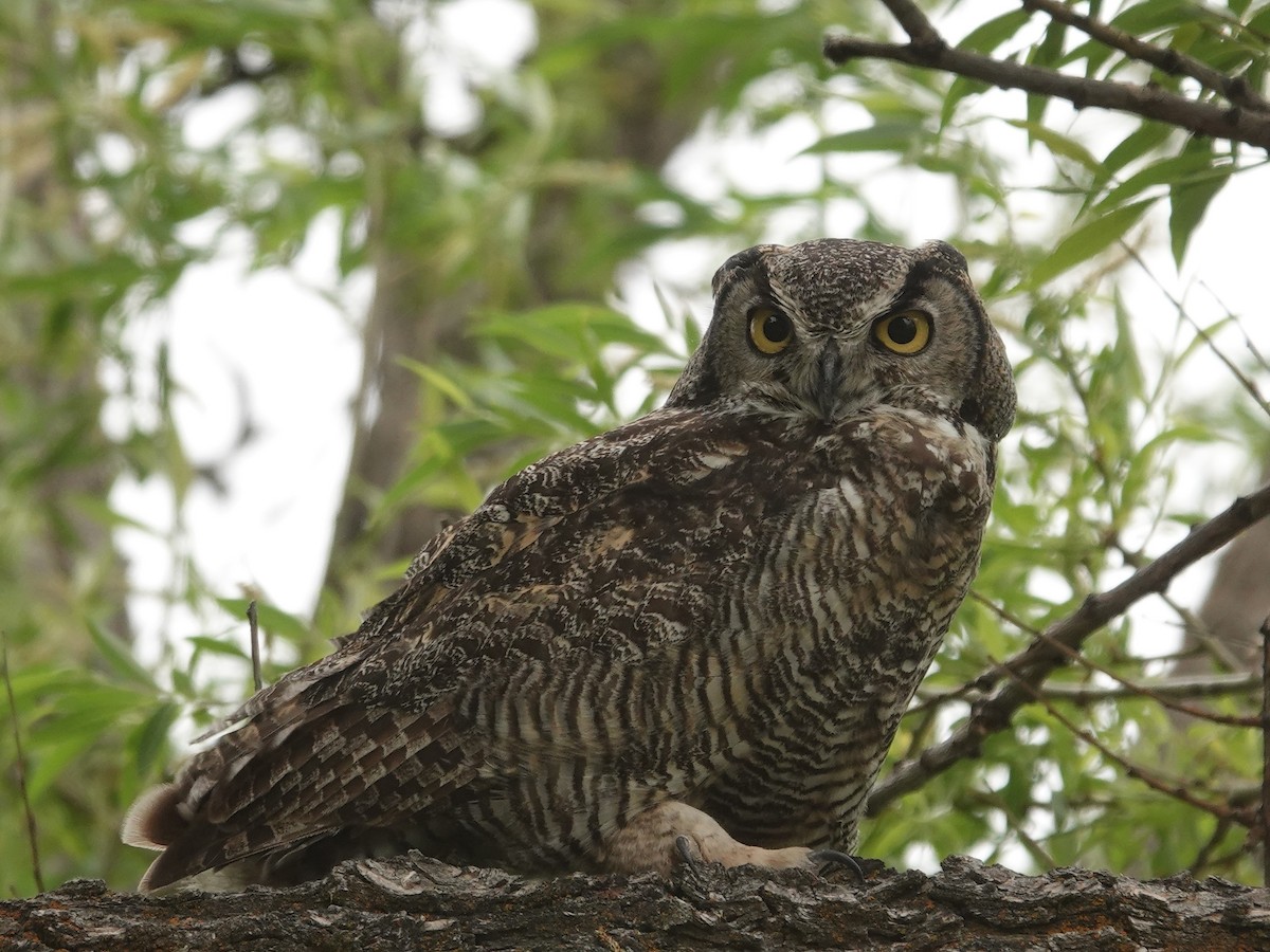 Great Horned Owl - ML620010715
