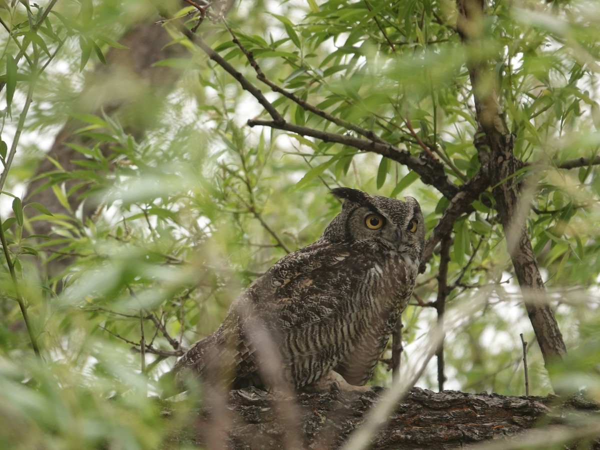Great Horned Owl - ML620010721